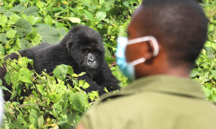 Safety Precautions for COVID-19 in Kahuzi Biega National Park