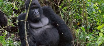 Top Safari Activities in Virunga National Park During COVID-19