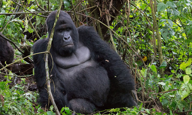 Gorilla trekking in Virunga National Park