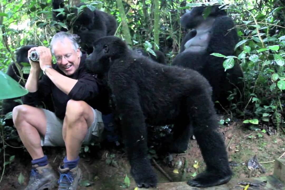 Gorilla Habituation in Uganda During COVID-19