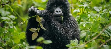 Gorilla trekking in Virunga National Park