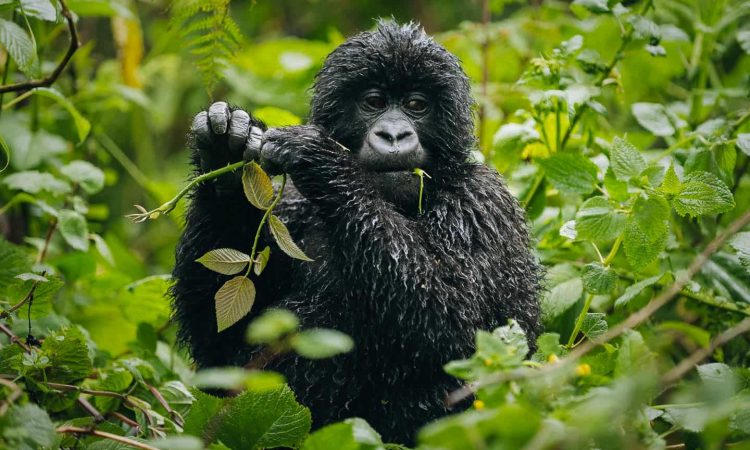 Gorilla trekking in Virunga National Park