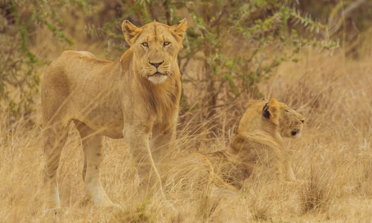 Queen Elizabeth national park Fees 2022