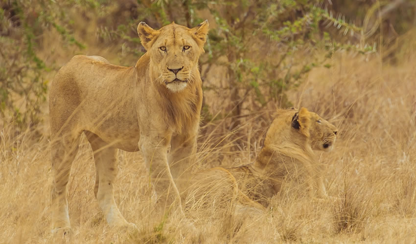 Queen Elizabeth national park Fees 2022