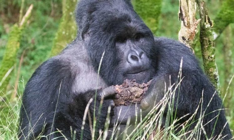 Activities in Virunga National Park during Covid-19