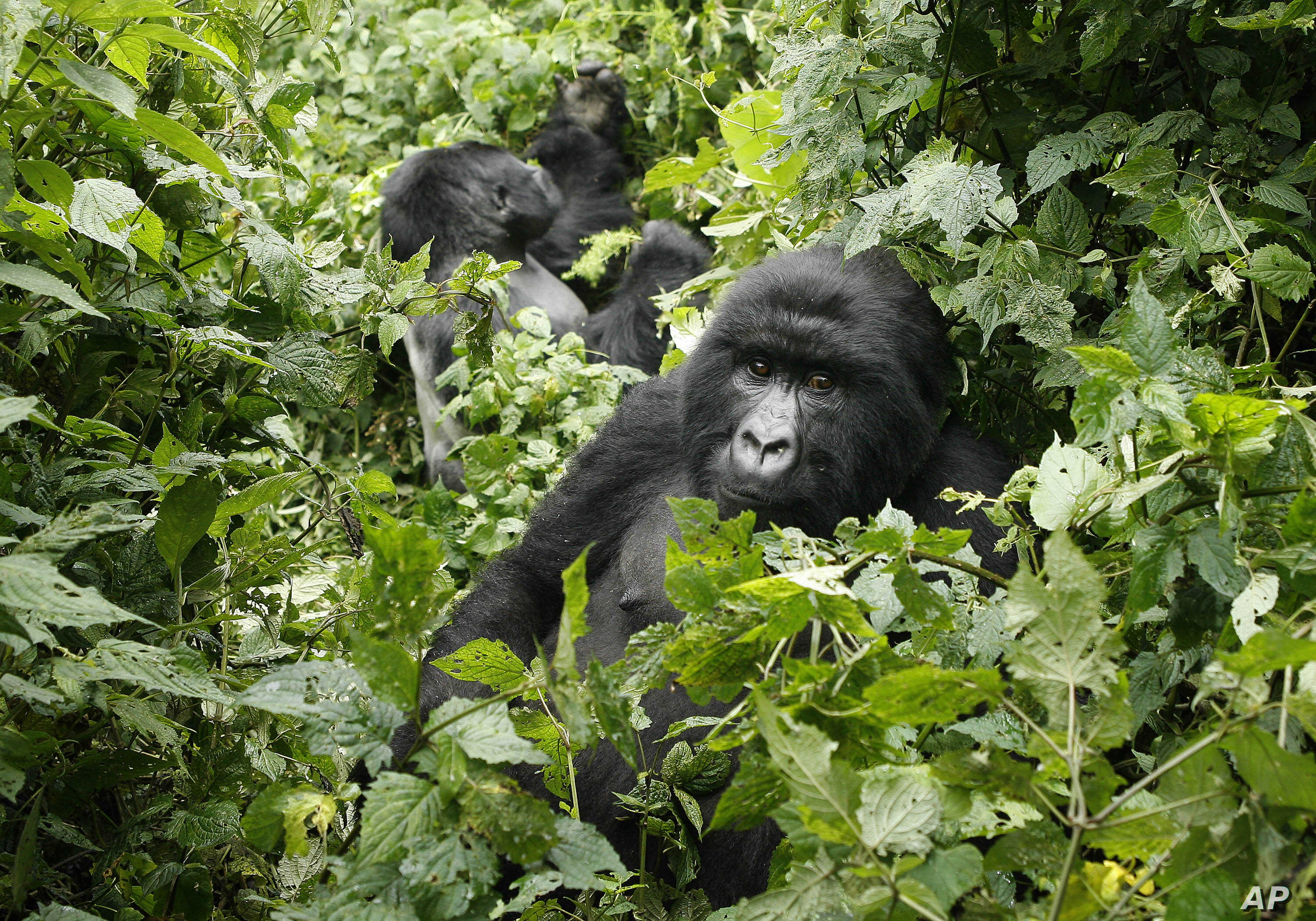 How to Access The Gorillas in Uganda