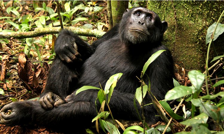 Chimpanzee Trekking in Virunga National Park 2021
