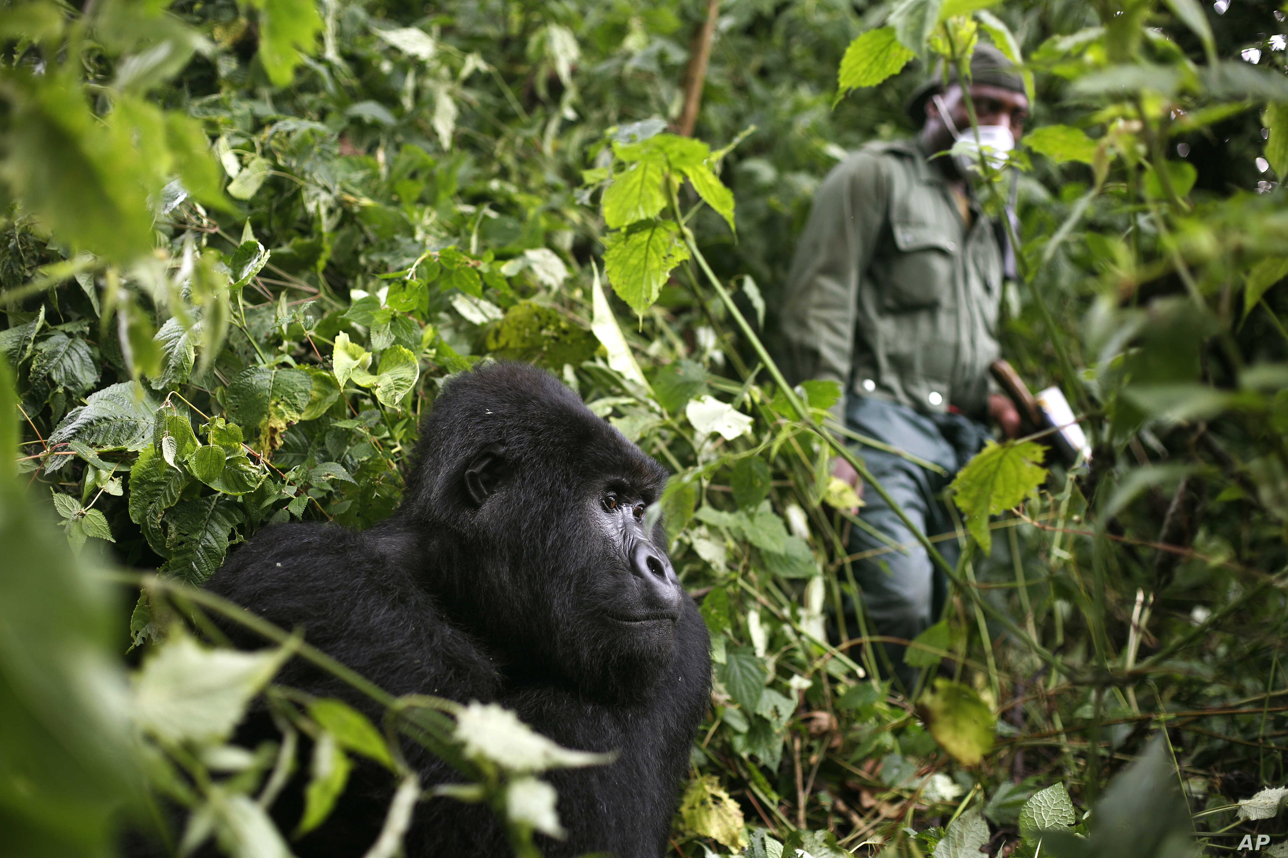 Trekking Gorillas During Covid-19