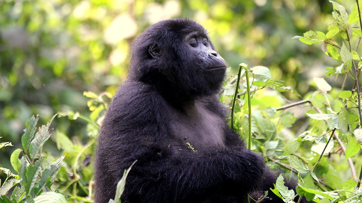 Best time for Gorilla Trekking in Uganda