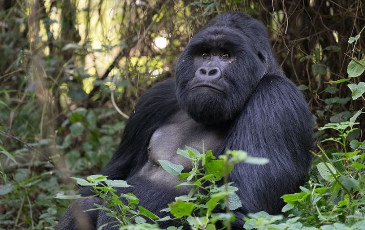 Primate Safaris in Rwanda 2022