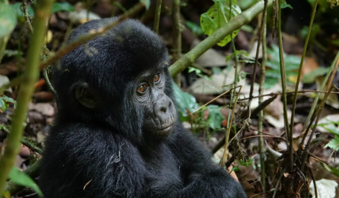 Gorilla Trekking Uganda in June 2021