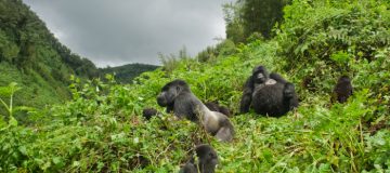  Sustainable Travel Tips to Rwanda