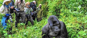 Discounted Gorilla Permits in Rwanda 2022/2023