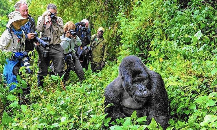 Discounted Gorilla Permits in Rwanda 2022/2023