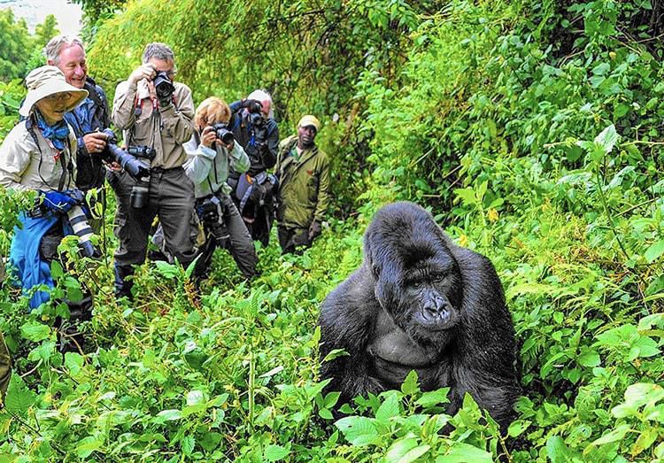 Discounted Gorilla Permits in Rwanda 2022/2023