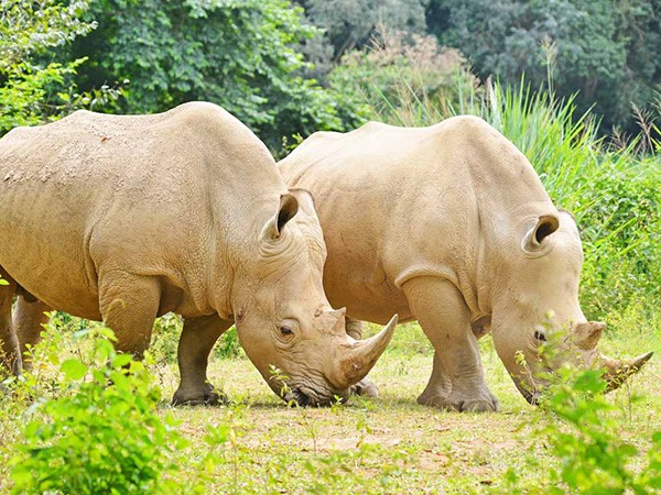 Closure of Ziwa Rhino Sanctuary in Uganda