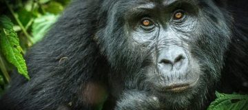 How hard is Gorilla Trekking in Uganda, Rwanda and DR Congo