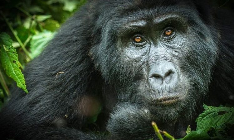 6 Days Virunga Classic Package