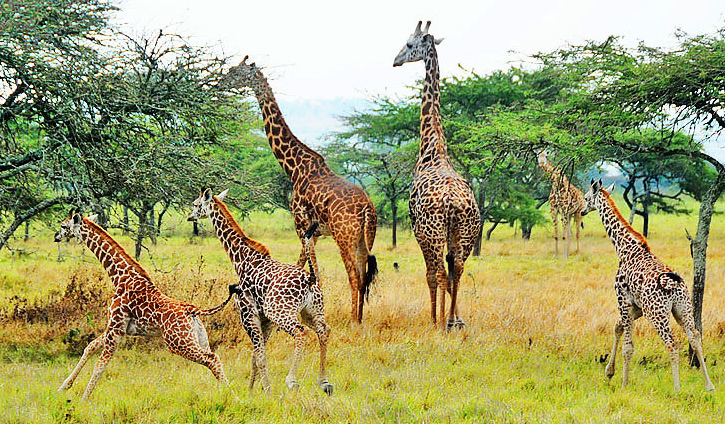 11 days Kahuzi Biega Virunga & Akagera safari