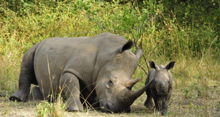 Opening of Ziwa Rhino Sanctuary in Uganda