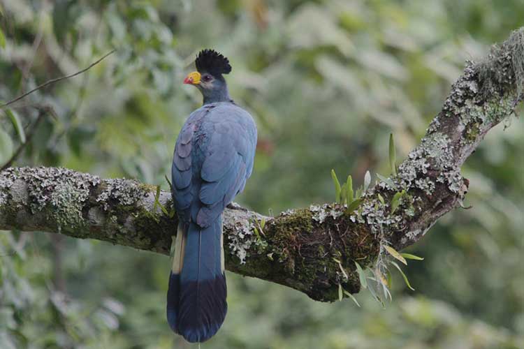 Activities in Virunga National Park After Mount Nyiragongo Eruption