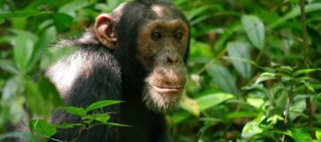 Chimpanzee Trekking Permits in Uganda