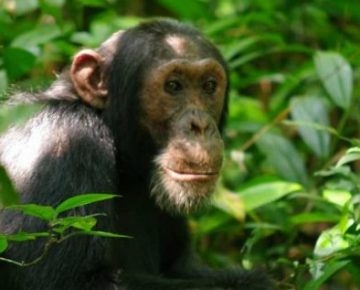 3 days Uganda Primate safari