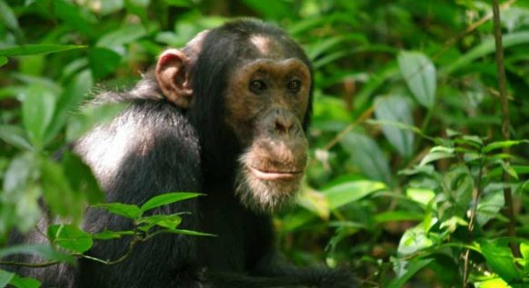 Chimpanzee Trekking Permits in Uganda