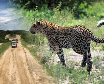 6 days Uganda wildlife safari