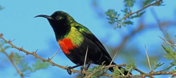 Top birding sites in Rwanda