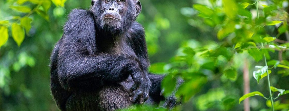 Age limit for chimpanzee trekking