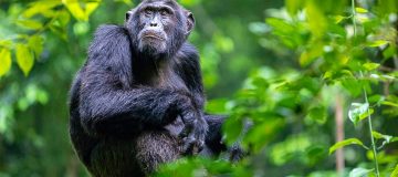 Age limit for chimpanzee trekking