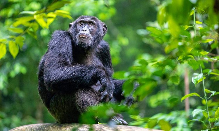 Age limit for chimpanzee trekking