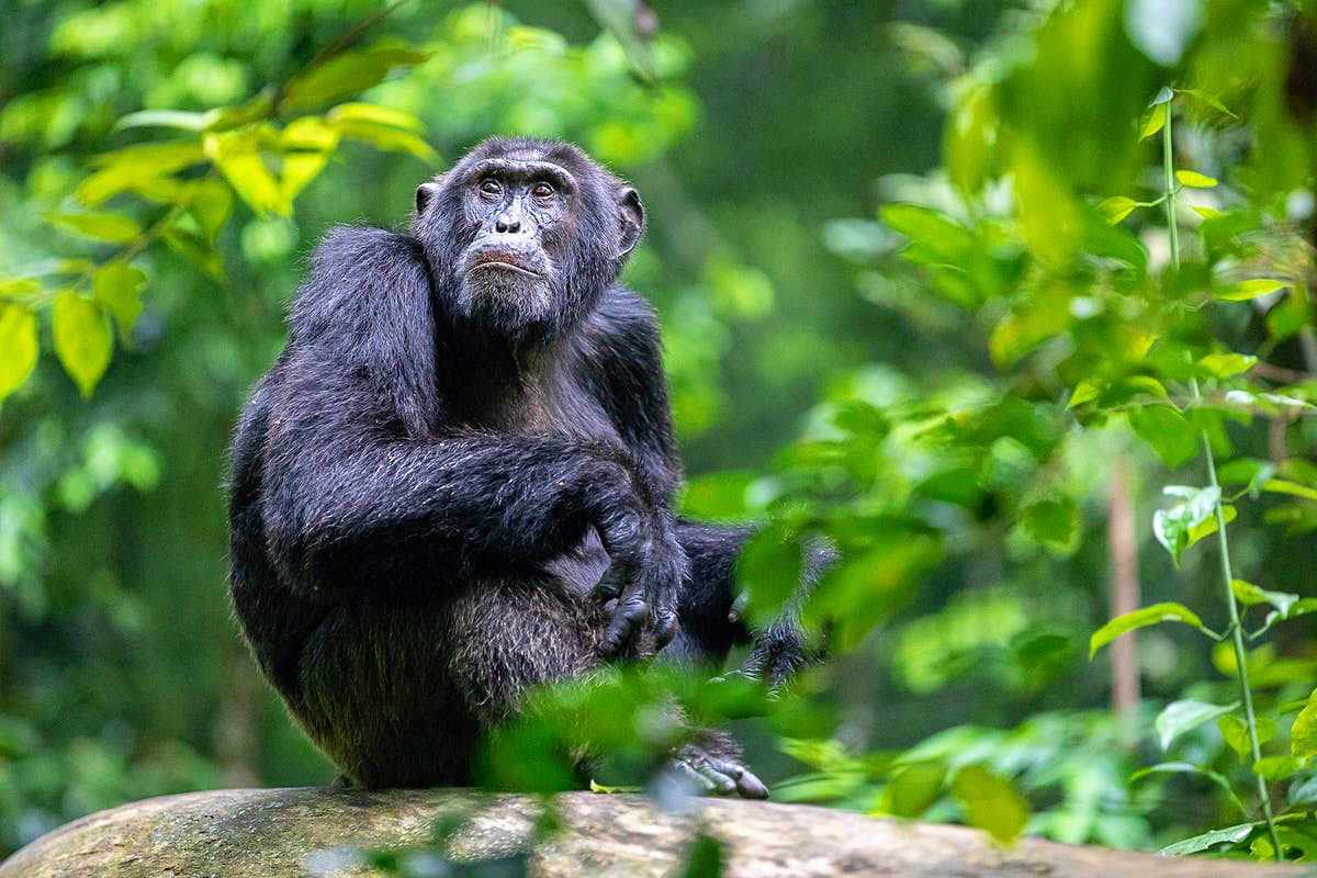 Chimpanzee Trekking Permits in Uganda : Chimpanzee trekking in Uganda has been overshadowed by gorilla trekking in Uganda because of the fact that Uganda is home to half of the world’s