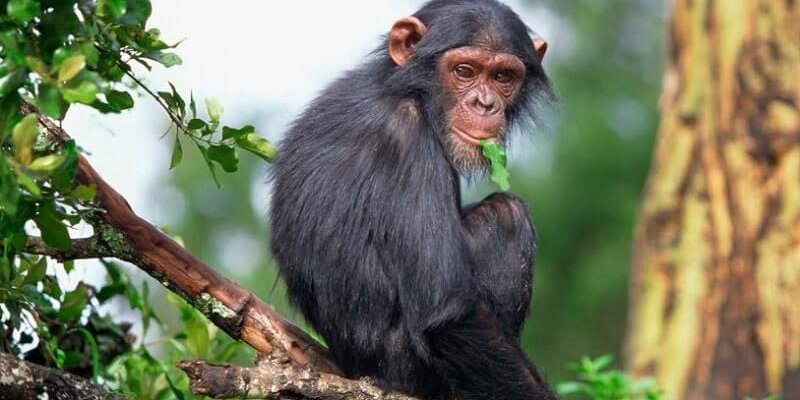 3 Days Uganda Chimpanzee safari during COVID-19