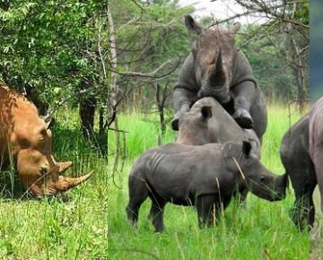 3 days Uganda wildlife safari