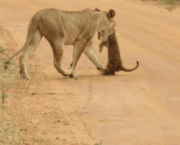 10 days Uganda Safari- Gorilla Trekking, Wildlife and Culture