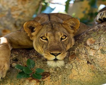 12 days Uganda Safari- Gorilla Trekking, Wildlife and Culture