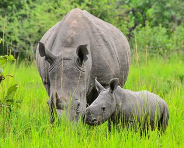 8 days Uganda Safari- Gorilla Trekking, Wildlife and Culture