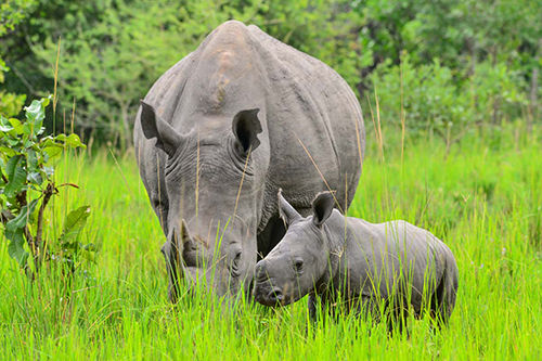 Uganda wildlife safari