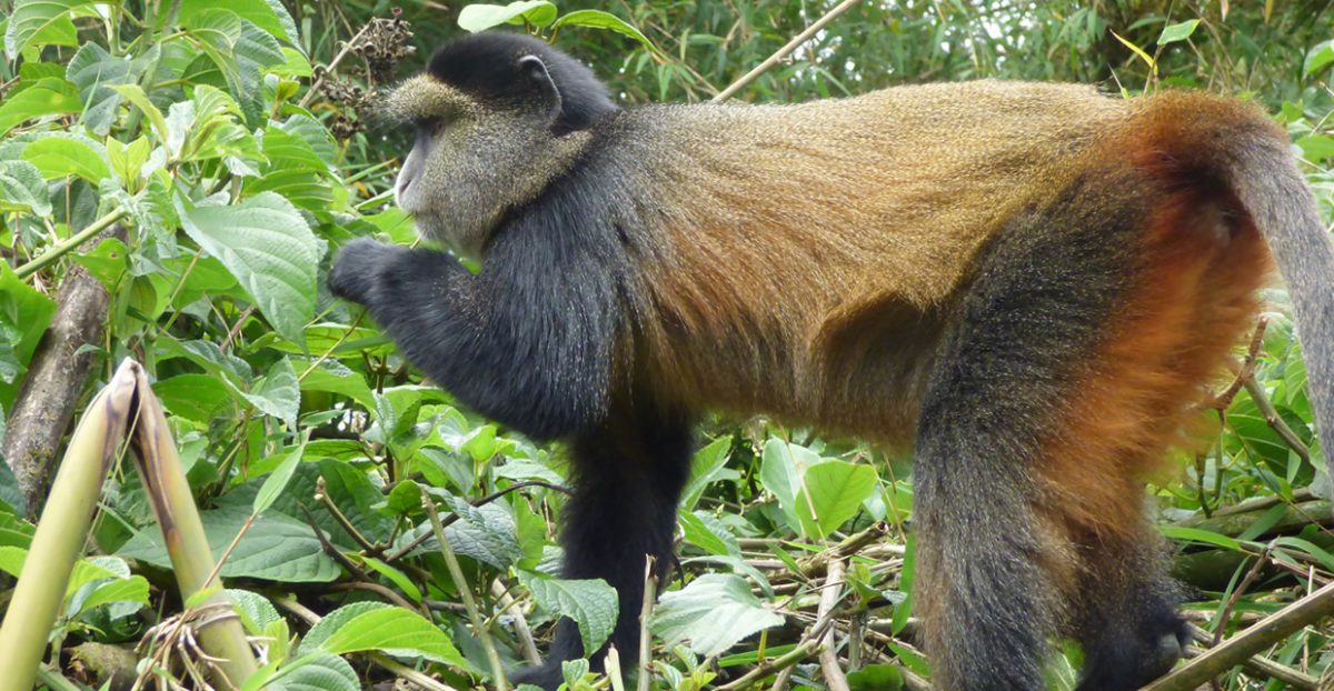 Golden monkey trekking in Uganda