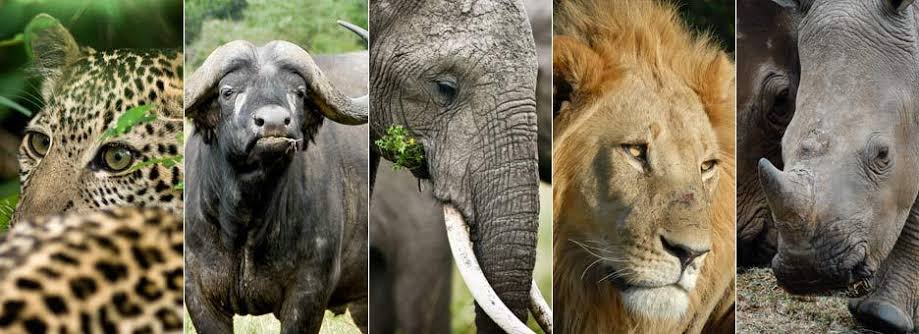 Tracking the Big Five Animals in Rwanda