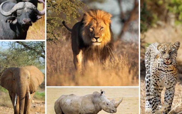 Big Five Safaris in East Africa