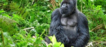 Age Limit for Gorilla trekking in Rwanda