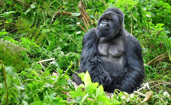 Age Limit for Gorilla trekking in Rwanda