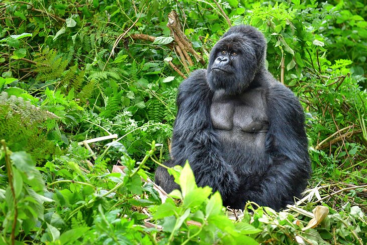 Best Gorilla Trekking Destination In Africa