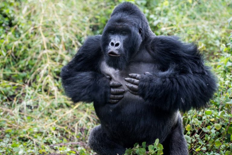 Are Gorillas Friendly Gorilla Trekking in Africa Gorilla Trekking Safaris