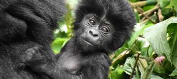7 Days Rwanda Primates, Karisimbi Hike and Bwindi Gorilla Safari
