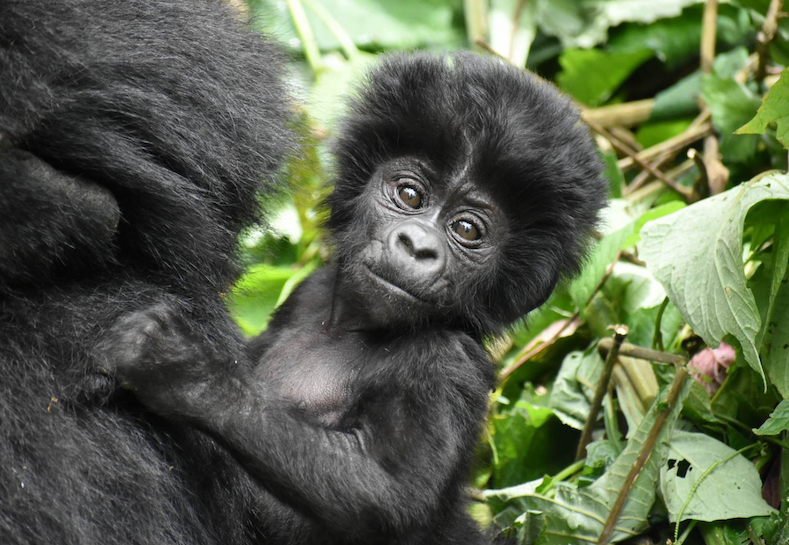 Why Are Mountain Gorillas Endangered?