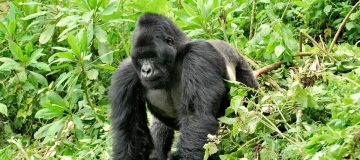 Best Time for Gorilla Trekking in Africa